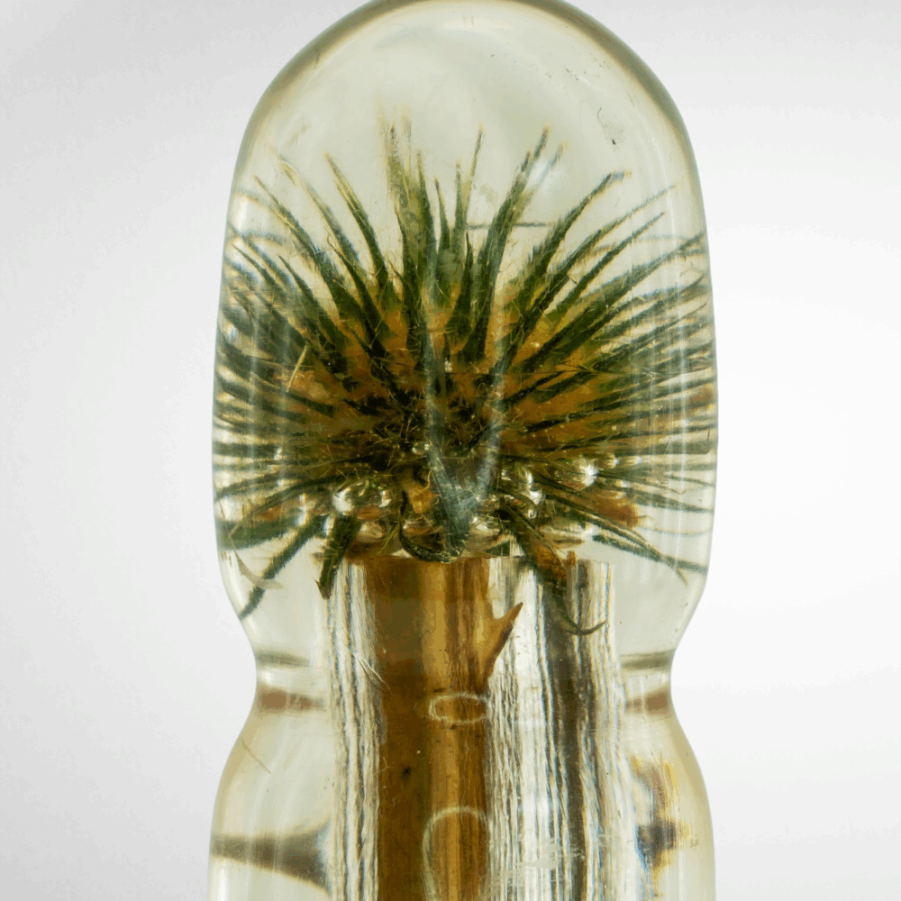 Thistle Nature Dildo - Image 4